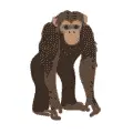 chimpanzee